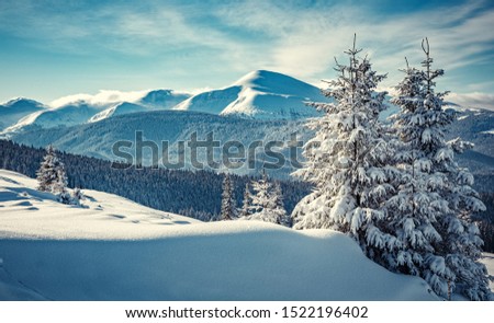 Wonderful Winter Landscape. Awesome Alpine Highlands in sunny day. Majestic frosen trees under Sunlight sparkling. Amazing Nature Scenery at Fairytale wintry woodland. Beautiful Natural background