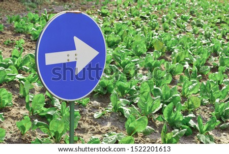 BIO AGRICULTURE, one direction for sustainable environment and production. blue road sign in a bio, organic lettuce farm
