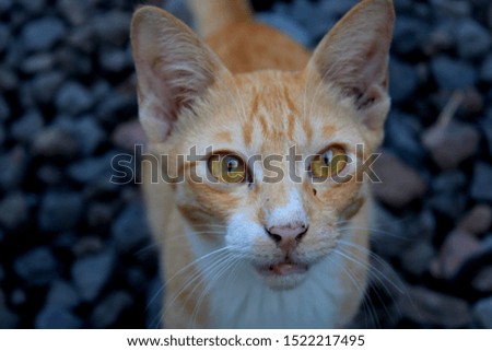 Orange cat's face. Cute pet animal. Blurred background.