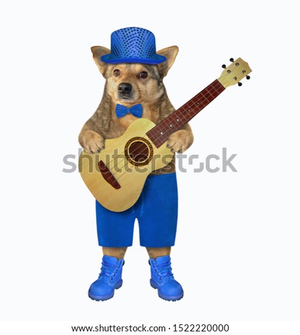 The dog in a blue hat, a bow tie, shorts and boots is playing the acoustic guitar. White background. Isolated.