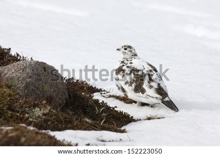 Ptarmigan, Lagopus mutus, female, Scotland, spring         