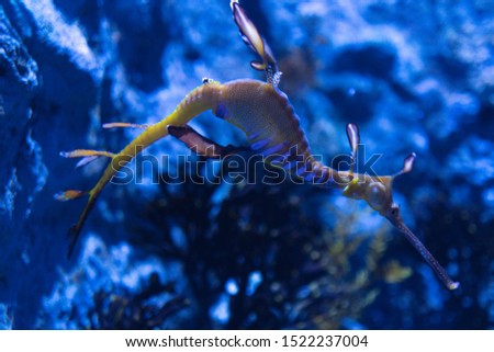 Many seahorse are diving under water world.