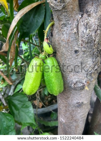 Starfruit or also called vegetable starfruit, starfruit acid or starfruit reed with the Latin name Averrhoa bilimbi is a plant that has acidic fruit that is rich in properties.