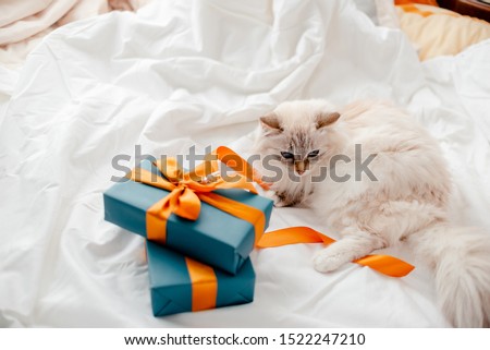 Fluffy kitten with presents, bows and ribbons. Top horizontal view. Christmas and New year concept copyspace