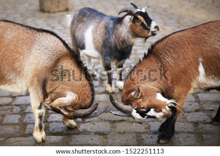 Wild mountain goats fight for a female,
three wild animals