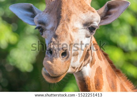 Close up Portrait of a Giraffe, Green Background