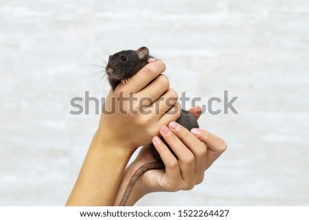 The black fluffy rat is a symbol of 2020. The girl holds an animal on a light background.