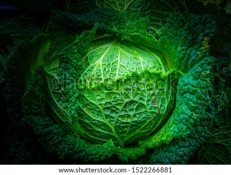Closeup top view macro picture of a green lettuce head with strong detailed texture. Dark green background with low exposure gradient at the edges. Fresh green vegetable with water drops.