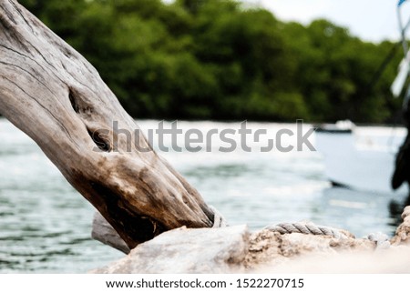 nature in the river shore