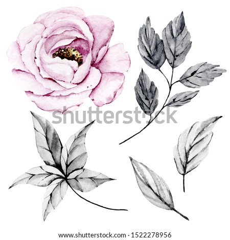 Watercolor pink flower rose and grey leaves set. Floral illustration isolated on white background. Hand drawing. Clip art perfectly for wedding, birthday, party and other greetings design. 