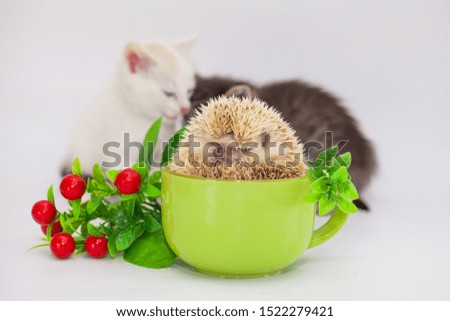 The concept of a coffee break. Hedgehog sitting in a green mug. Kittens play with a rodent.