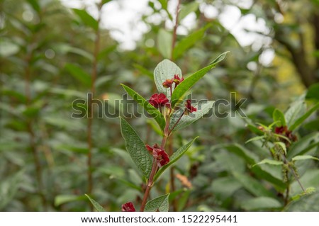 Autumnal Red Bracts of the Shrubby Twinberry or Californian Honeysuckle (Lonicera involucrata) in a Woodland Garden in Rural Devon, England, UK