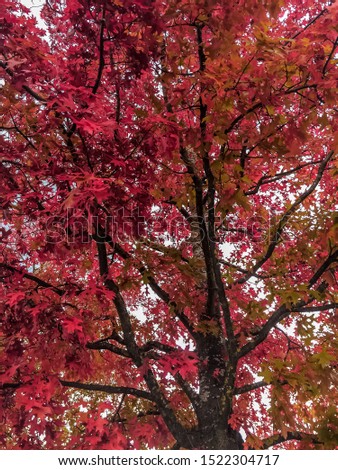 Close up of a tree with red leaves