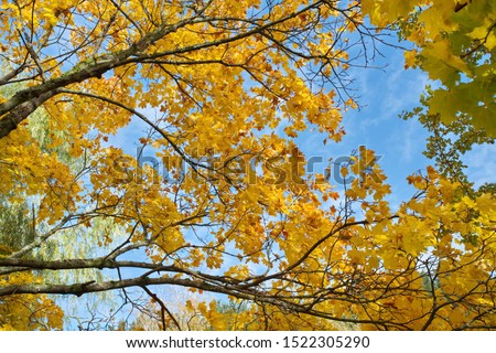 Yellow leaves on a tree. Yellow maple leaves on a blurred background. Golden leaves in autumn park. Copy space 