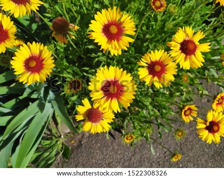 Summer landscape. A beautiful yellow flower with a red core in the ray of the sun (Gaylardia spinosa).
