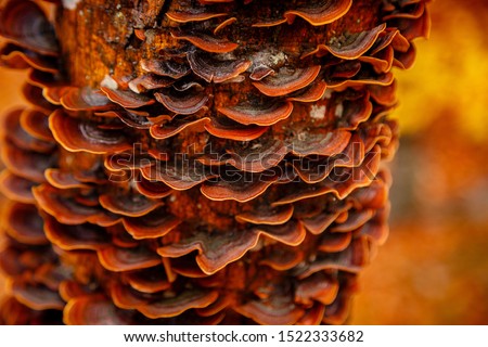Unedged mushrooms growing on a tree trunk, on the trunk. Closeup on the tree was held in autumn tones. The picture shows peace and idyll of the forest.