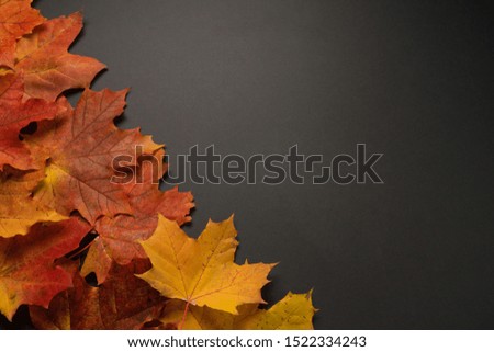 Beautiful autumn leaves on a black background