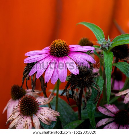 Close up photo of pink cone flowers or Echinacea in bloom and withering against a bright orange background in autumn