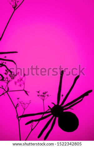 Creative trendy halloween background with black paper spider on pink and fuchsia neon light background. Copy space. Halloween card and decoration concept, minimalism