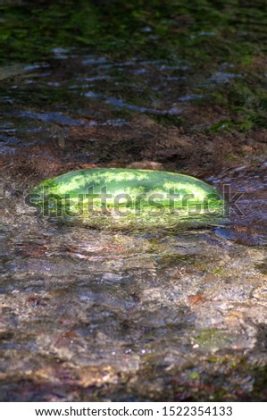 A watermelon immersed in the river of the fat man to cool down.
