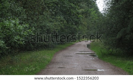 walking on empty forest pathway, alone with nature