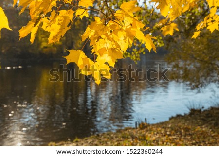 Autumn Landscape. bright colors of autumn in the park by the lake.colorful leaves on trees, morning at river after rainy night. Colorful leaves. Autumn stream. November scene.Fall morning river.