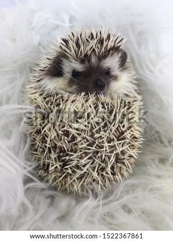 real life pet  hedgehog pictures 
