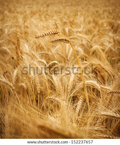 wheat stem