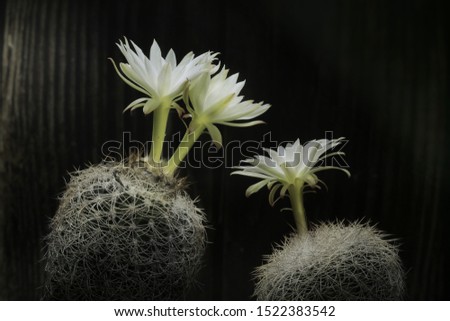 Still life photography of Discocactus araneispinus, Pot of cactus on black background, succulent pot plant for decorative in house, shoot in studio, free space for text. Park and interior concept.