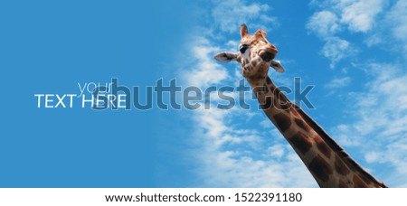 Giraffe with the copy space