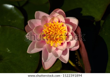Pink and yellow lotus flower