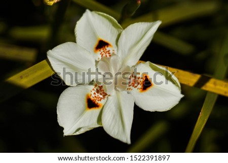 White flower with multiple petals