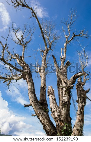 Dried branches against blue sky