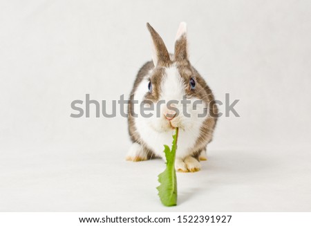 Grey and white dwarf rabbit with blue eyes eats green sappy dandelion leaf on white background