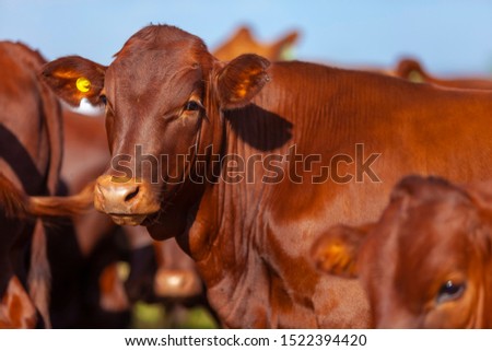 herd of Bonsmara cows with their calves