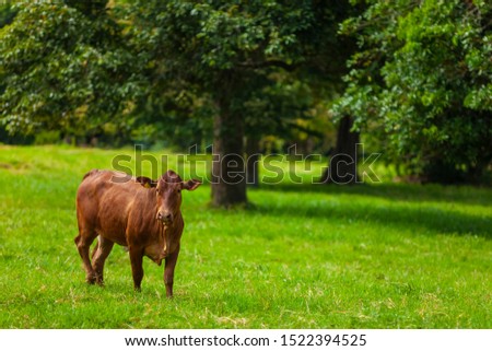 herd of Bonsmara cows with their calves