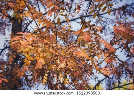 Autumn. Bright colorful foliage of trees