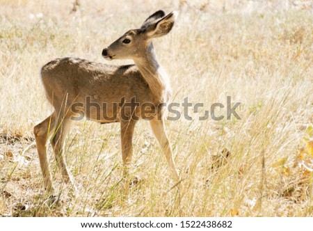 Whitetail Deer Fawn in Colorado