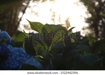 Blue and Green Hydrangea at Golden Hour