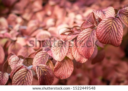 Beautiful rose gold leaves in October. Fall background. 