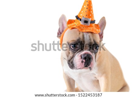 Portrait of Cute French bulldog with hat halloween isolated on white background,  halloween day concept