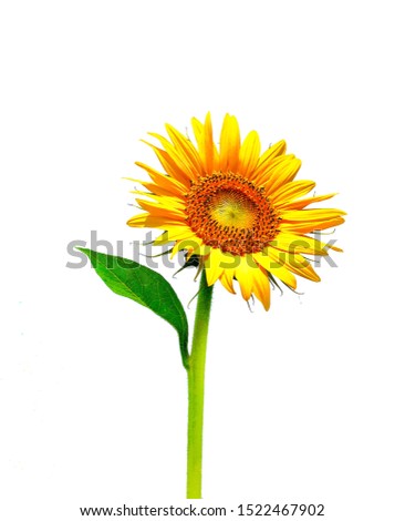 The sunflower isolated on white background