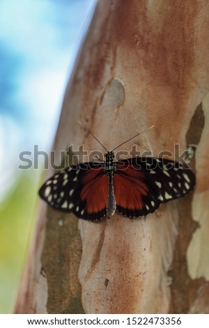 Brown speckled Tiger longwing butterfly Heliconius hecale perches with wings spread.