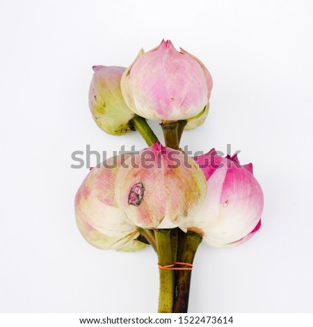 A bundle of lotus flowers on a white background,Nelumbo nucifera.They are planted in the soil of the pond or river bottom,while leaves and flower float on a water
