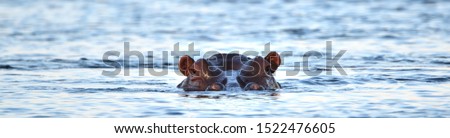 A hippopotamus (Hippopotamus amphibious) lying in the Zambezi River, Zambia with its head above water looking straight at you Royalty-Free Stock Photo #1522476605
