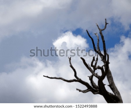 Abstract photo of a dead juniper tree reaching into a cloudy blue sky; Tonto National Forest in Arizona