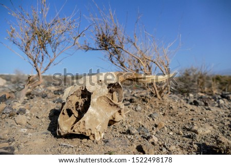 Photo Picture of the Dry Goat Skull Bone