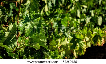 Grapes growing slowly in the leafy grapevine