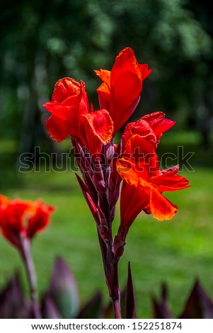 The vibrant red of a canna flower on the green.
