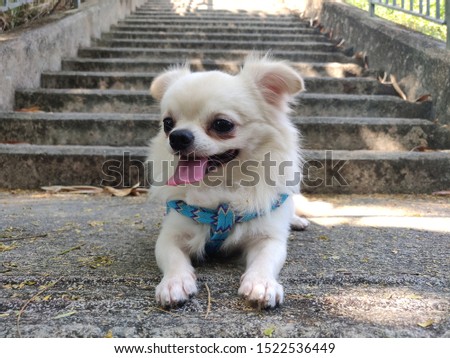 cute and adorable white long-hair chihuahua puppy dog sitting on stairs , outdoor scene